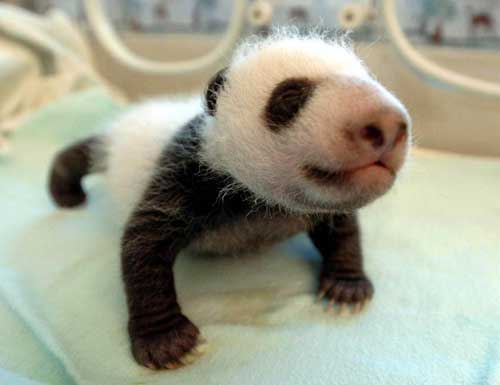 china_panda_bej802_7976169.jpg