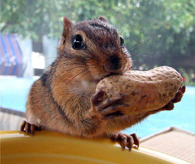 chippie1.jpg