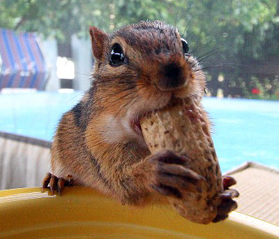chippie2.jpg