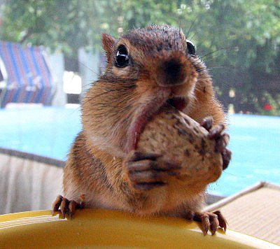 chippie3.jpg