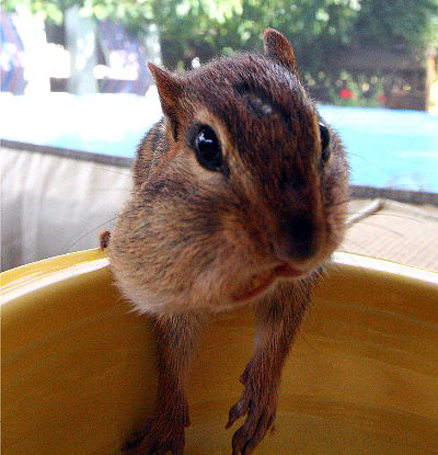 chippie6.jpg