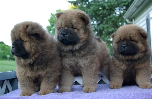 chowcuteness.gif