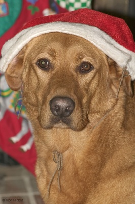 christmas1.jpg