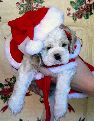 christmas13.jpg