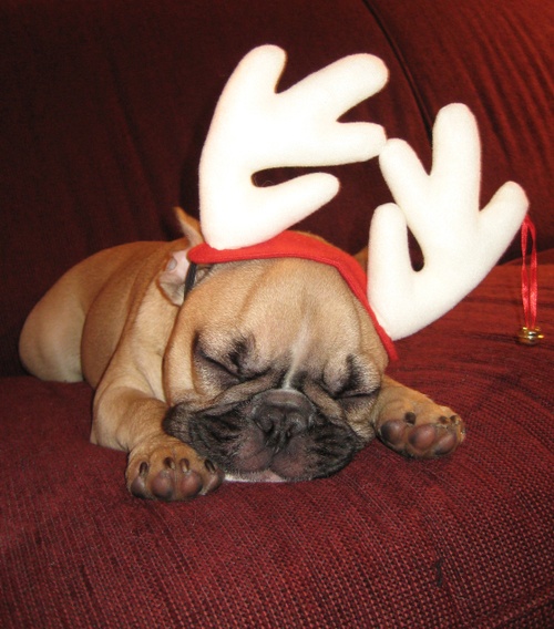 christmas15.jpg
