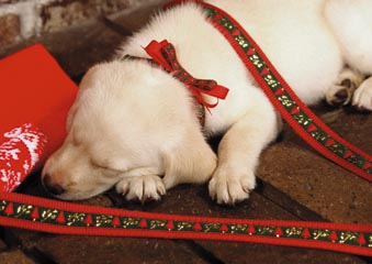 christmas8.jpg