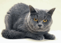 cid_00d901c7392557dd90e0B4639545-authoriza6e257.gif