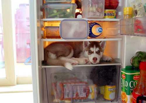 cooldog5544.jpg