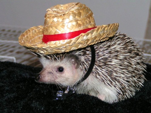 cowboy.gif