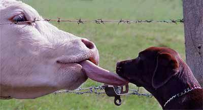 cowlickingdog080802.jpg