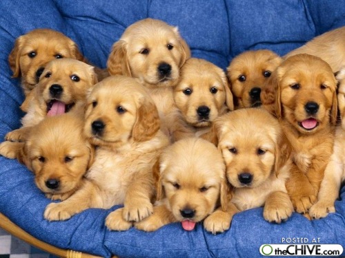 cute-animal-pictures-s4-20.jpg