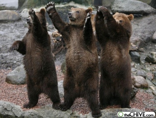 cute-animal-pictures-s4-21.jpg