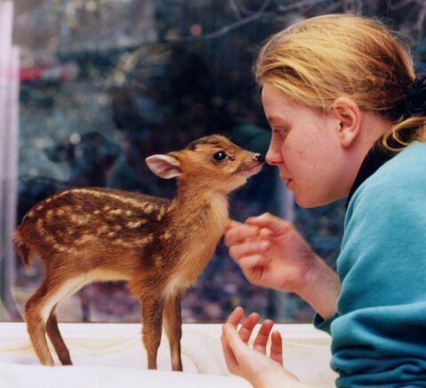 cute-baby-fawn.jpg
