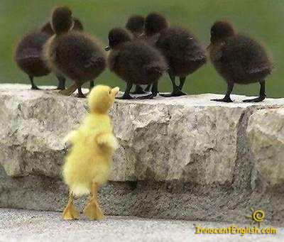 cute-ducklings.jpg