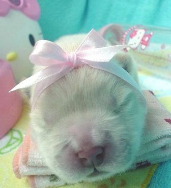 cute-tiny-animals06.jpg