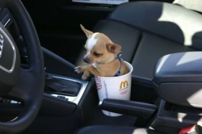 cute-tiny-animals09.jpg