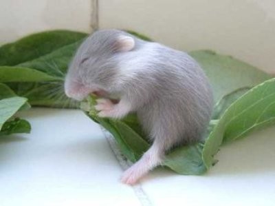 cute-tiny-animals22.jpg