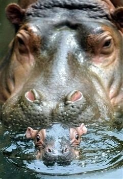 cute-tiny-animals23.jpg