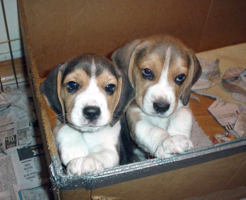 cutebrothers.gif