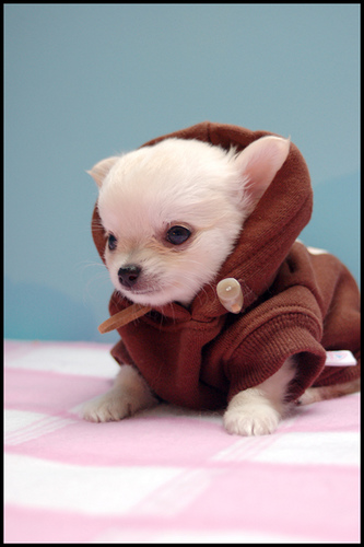 cutecoat.gif