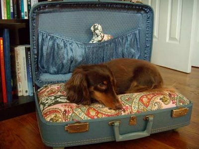 cutedogbed.jpg