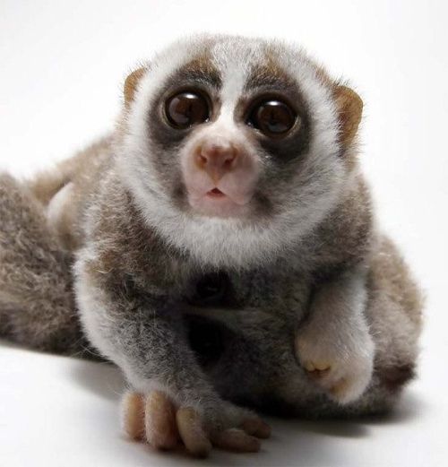 cuteeyes.gif