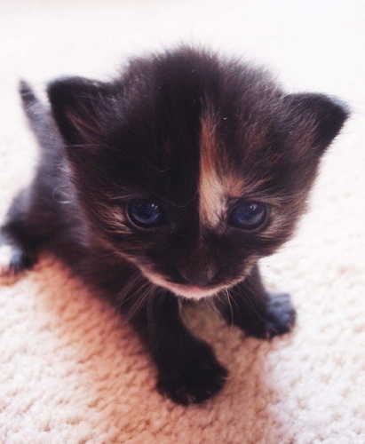 cutekitty.gif