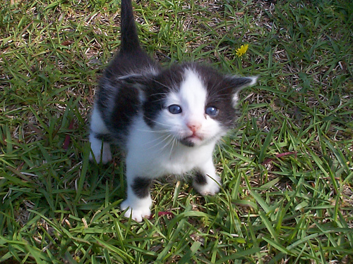 cutekitty.jpg