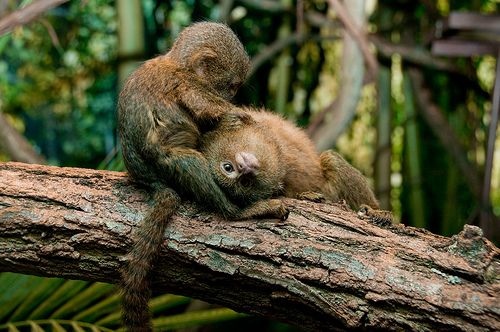 cutemonkeys.gif