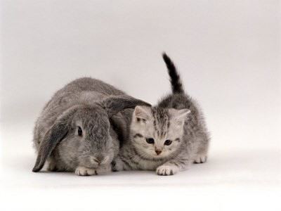 cutenessz.gif