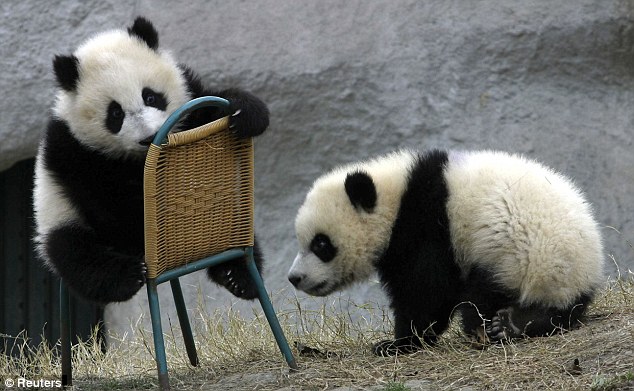 cutepandainchair.jpg