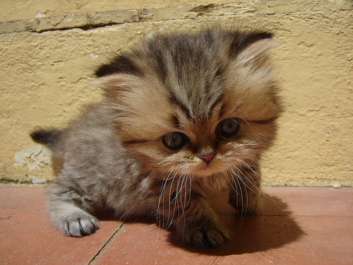 cutiecat.jpg