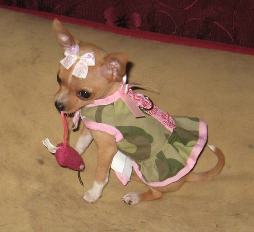 cutiedress.gif