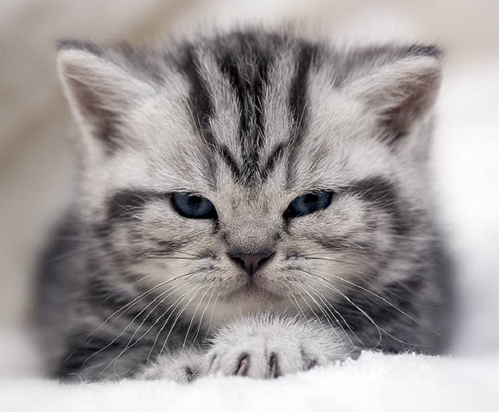 cutiekitty.jpg
