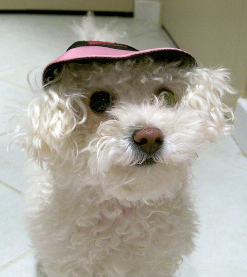 cutienhat2.jpg