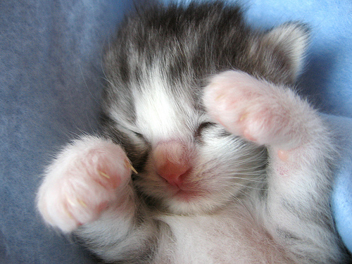 cutiepie.jpg