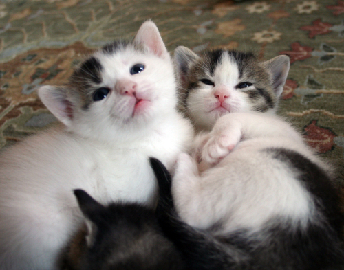 cuties22.gif