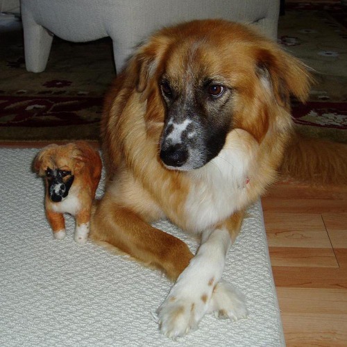 cutiestoys2.gif