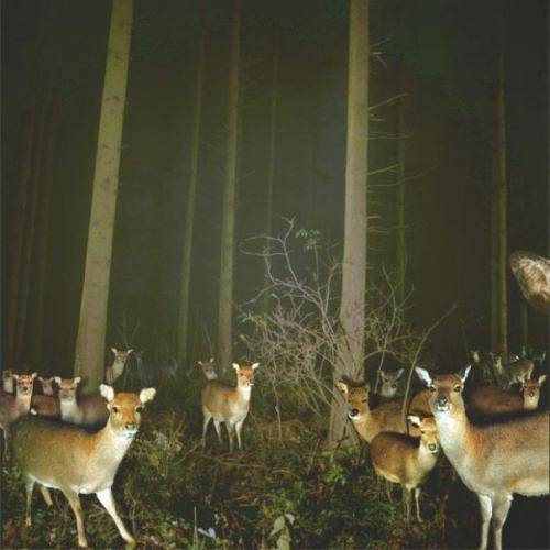 deer.gif