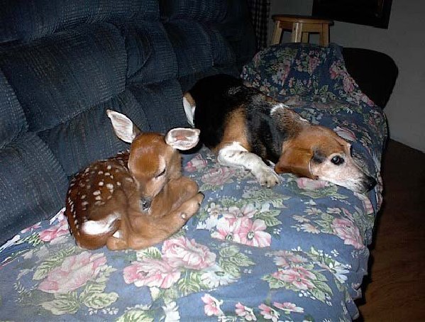 deer01.gif