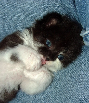 denim_kitteh_1.jpg