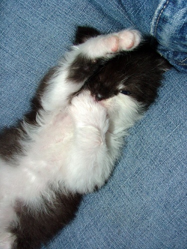 denim_kitteh_2.jpg