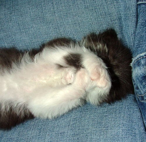 denim_kitteh_3.jpg