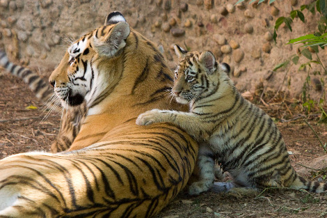 denverzoobabies.jpg