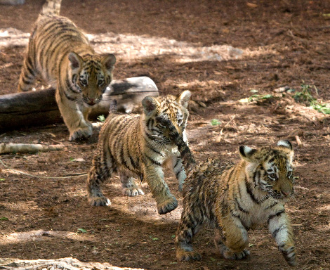 denverzoobabies2.jpg