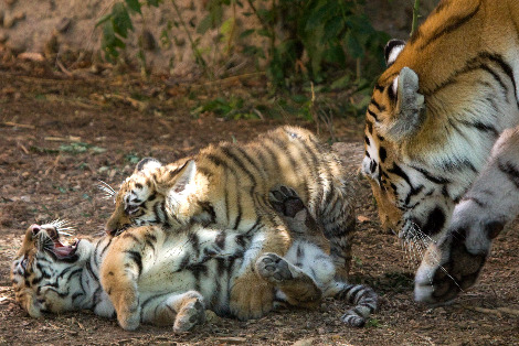 denverzoobabies3.jpg