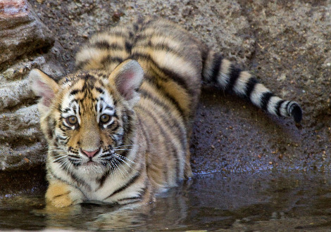 denverzoobabies4.jpg