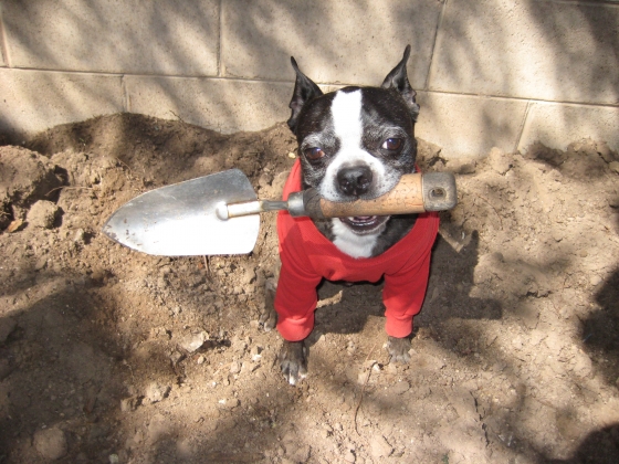 digging.jpg