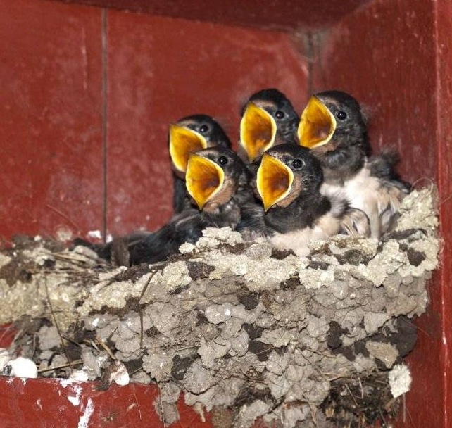 dinnertime.gif