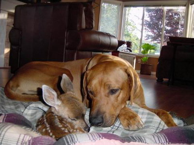 dog-with-deer.jpg